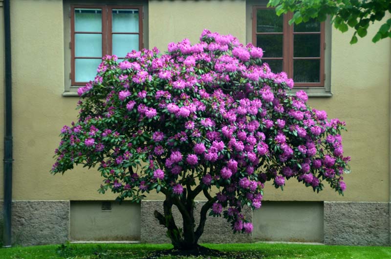 17-05-31_Skan_0983-GAB_0557