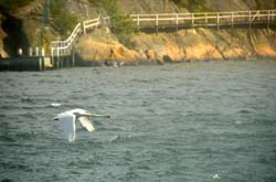 17-05-31_Skan_1678-GAB_1003